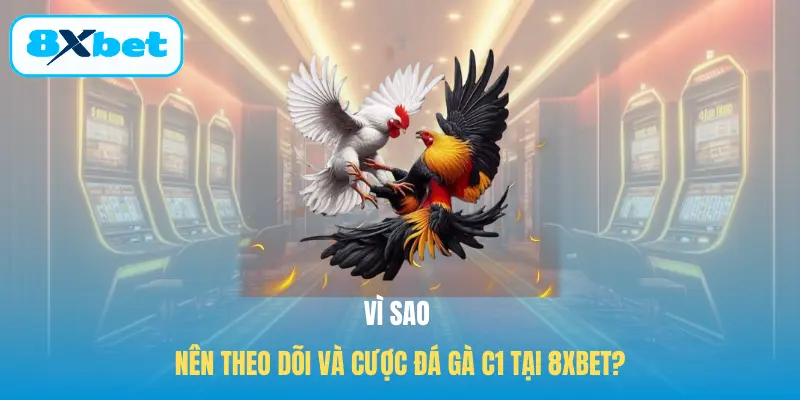 Vì sao nên theo dõi và cược Đá gà C1 tại 8XBET?
